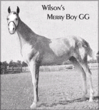 Wilsons Merry Boy GG