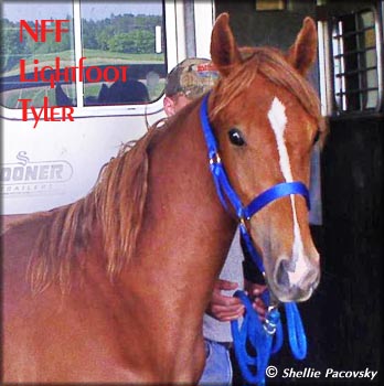NFF LIGHTFOOT TAYLOR TWHBEA &nbsp;TWHBEA #20605107