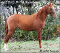 RED BUD'S BULLET SERENADE &nbsp;TWHBEA #20609600