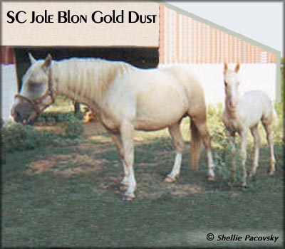SC JOLE BLON GOLDUST  TWHBEA #974836