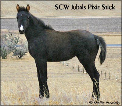 SCW JUBALS PIXIE STICK&nbsp; TWHBEA &nbsp;#20903143