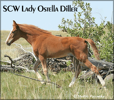 SCW LADY OSTELLA DILLAR &nbsp;TWHBEA #21000605 