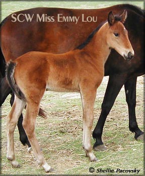 SCW MISS EMMY LOU &nbsp;TWHBEA #20500885