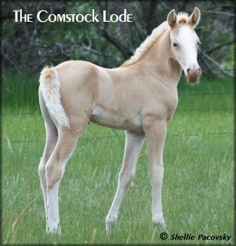 SCW THE COMSTOCK LODE &nbsp;TWHBEA #20900369
