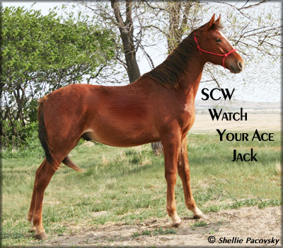 SCW WATCH YOUR ACE JACK #20700734
