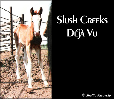 SLUSH CREEKS D�J� VU #982531