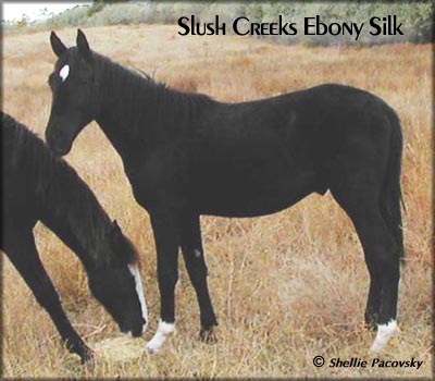 SLUSH CREEKS EBONY SILK &nbsp;#19903076