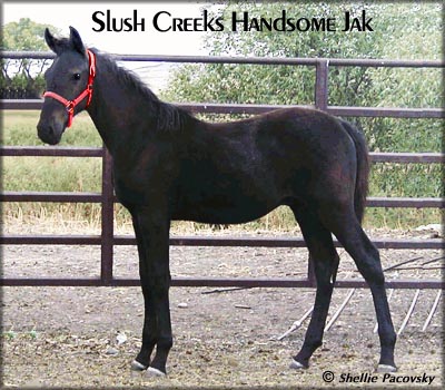 SLUSH CREEKS HANDSOME JAK #20301769