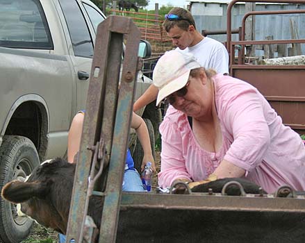 vaccinating a calf